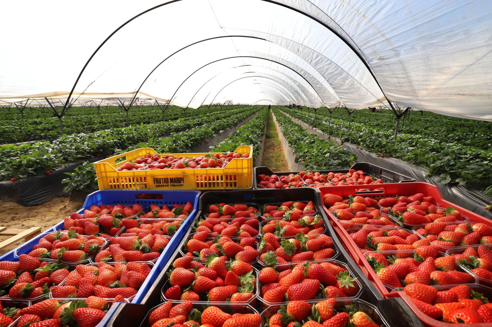 Una de las plantaciones de fresas.