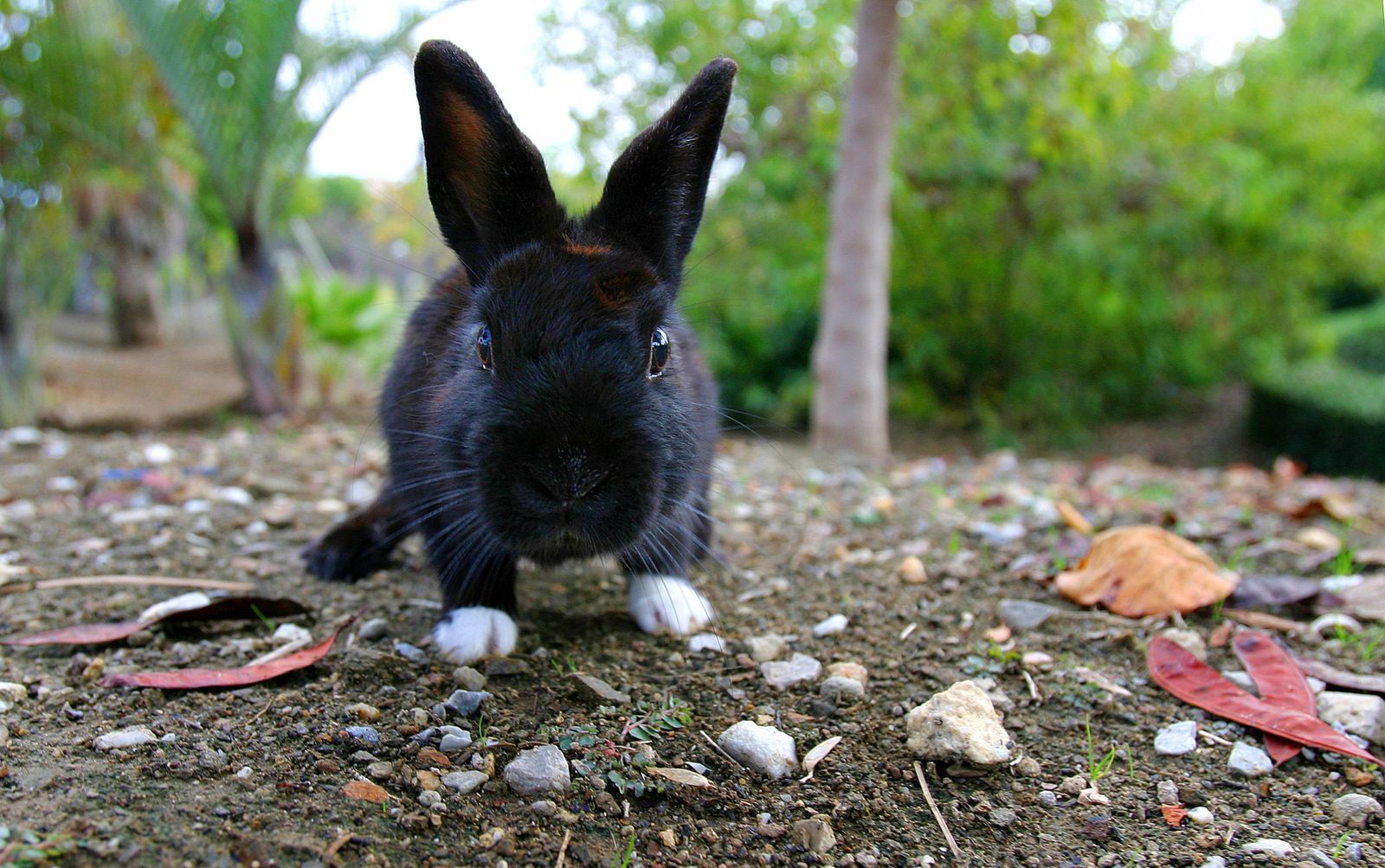 Un conejo, en el parque de La Paloma de Benalmádena.