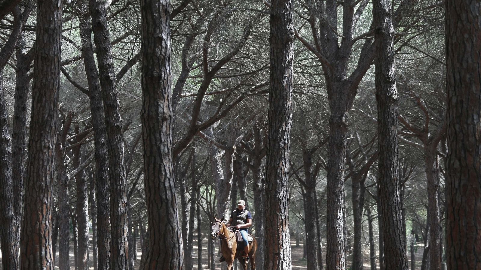 El Pinar del Rey, en San Roque.