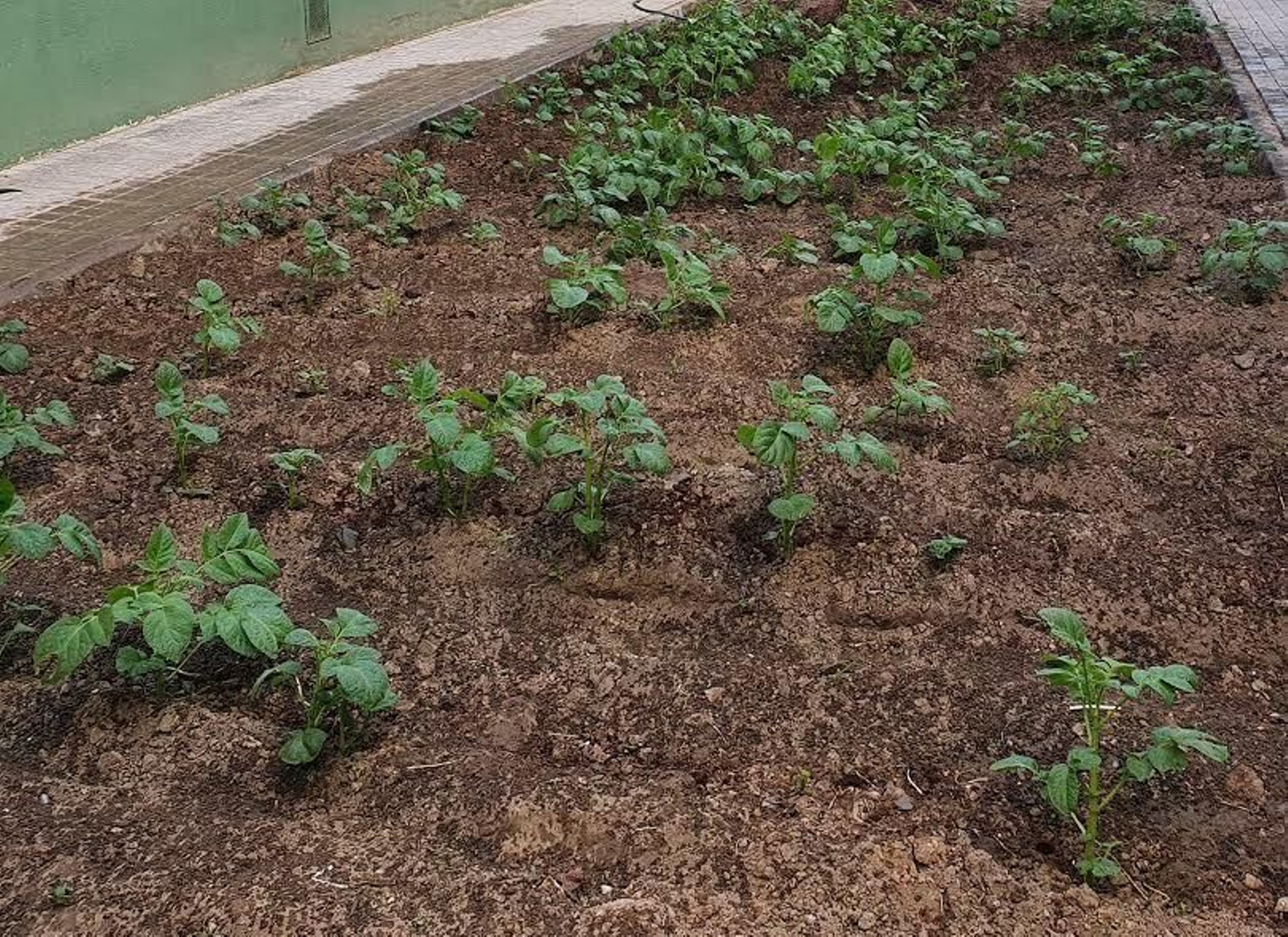 Huerto escolar a partir de restos de patata y posos de café