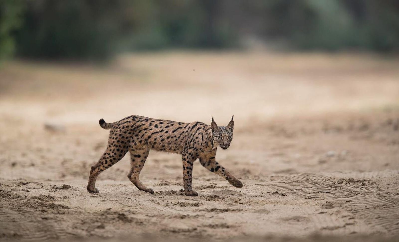Un ejemplar de lince ibérico.