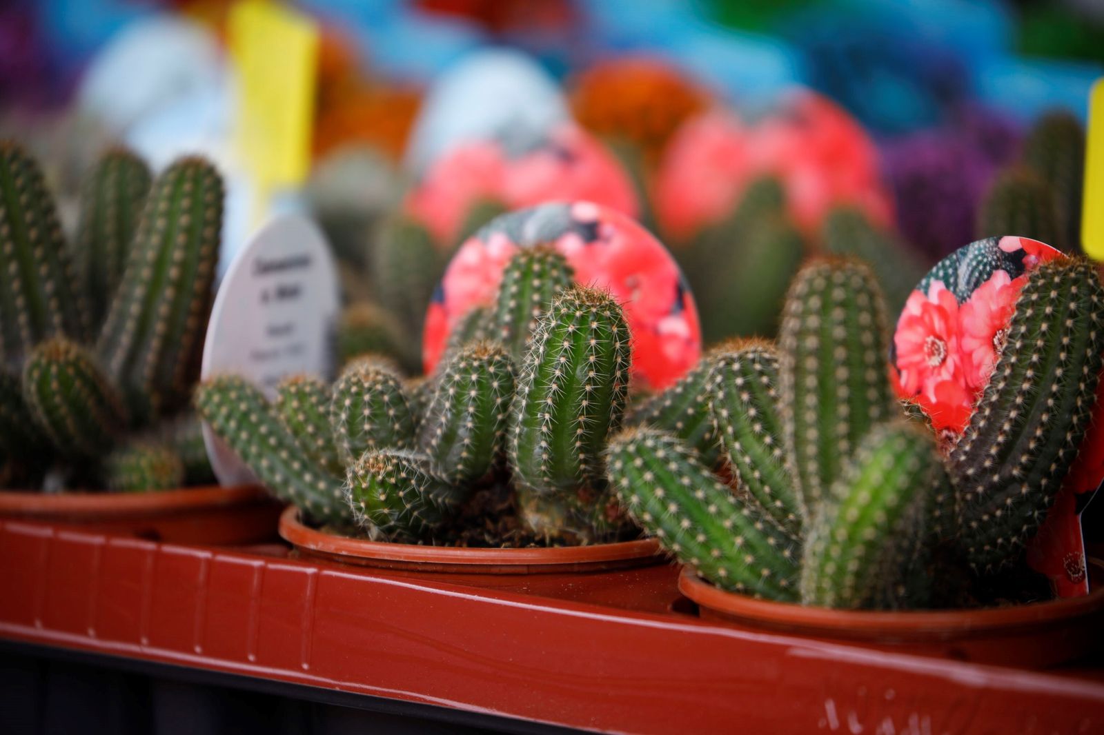 Así es la III Feria de las Orquídeas de Córdoba, en fotografías