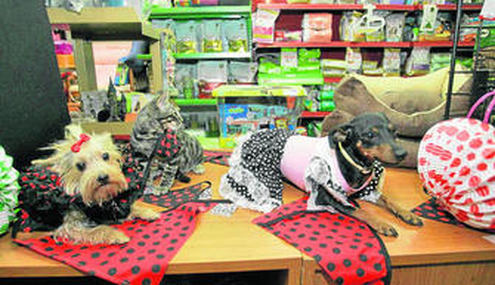 Caninos y felinos muy flamencos