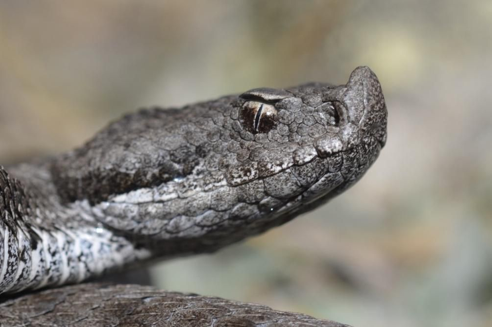 Víbora hociduda. Zonas de montaña . No sobrepasa el medio metro. De pequeñas se alimentan de lagartijas; de mayores, de roedores y pájaros.