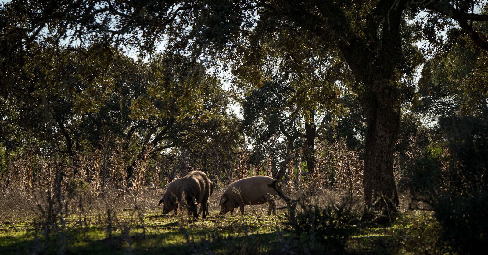 Del campo a la mesa, así son los jamones de Montesierra que vende Mercadona