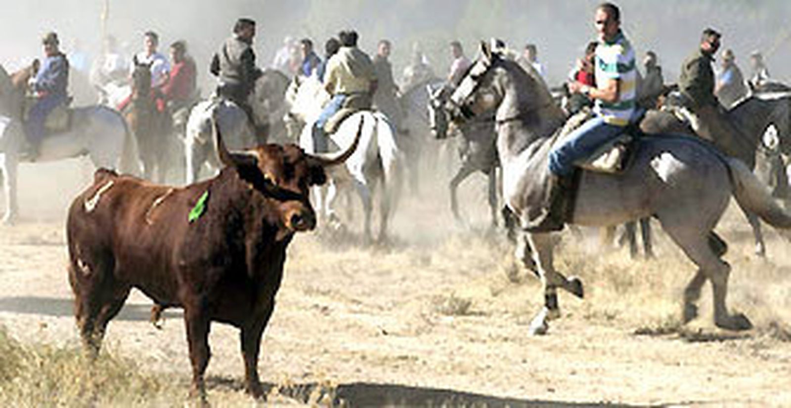 Castilla y León prohíbe matar al Toro de la Vega y el Ayuntamiento recurrirá
