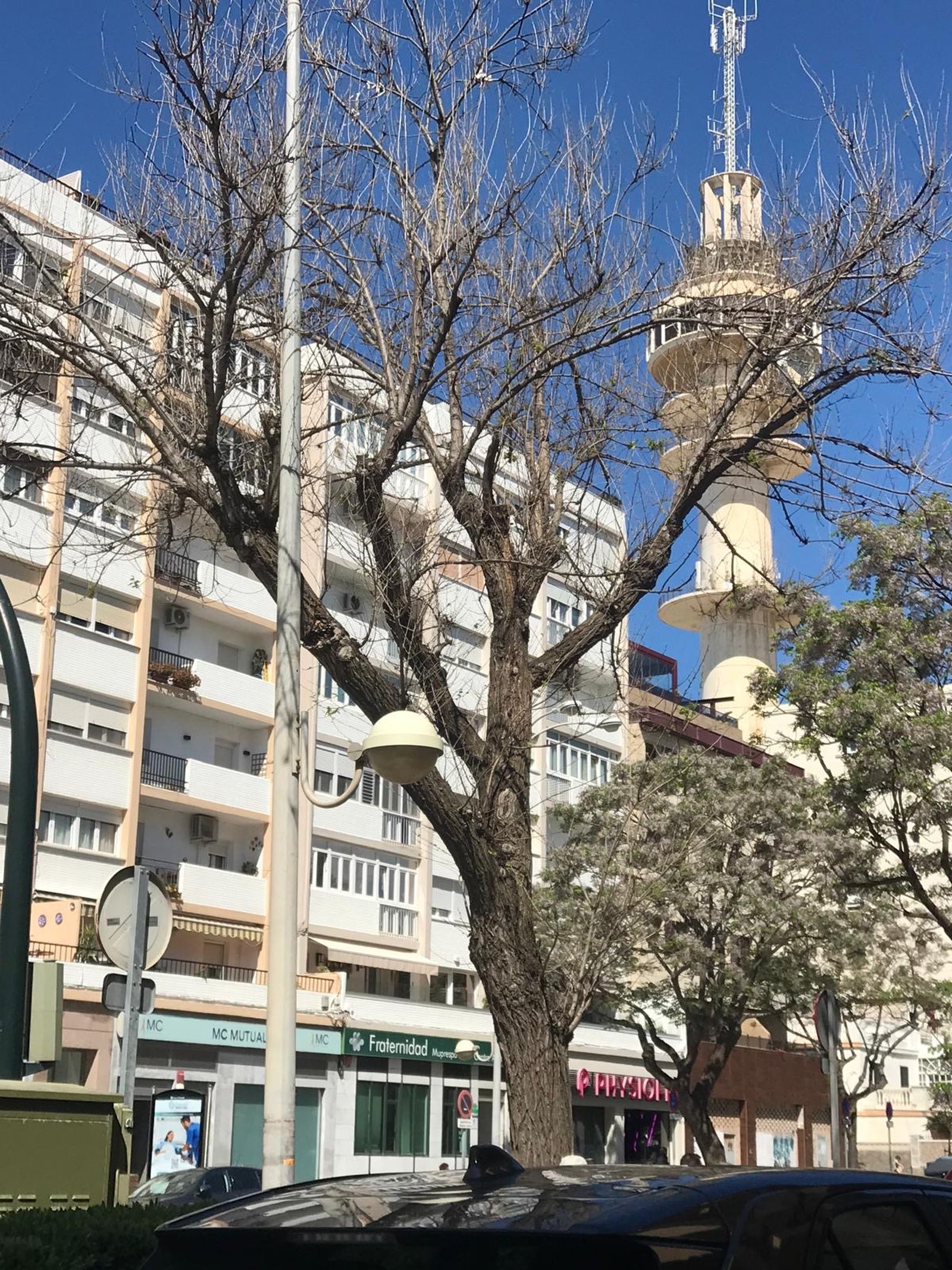 Árbol seco en la Avenida