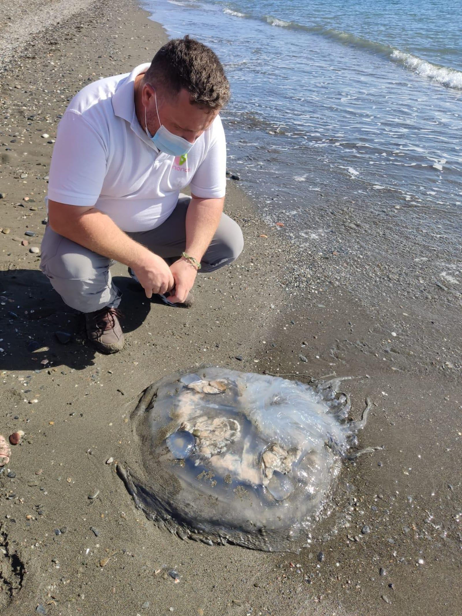 Una de las medusas encontradas en la playa de Torre de Benagalbón.