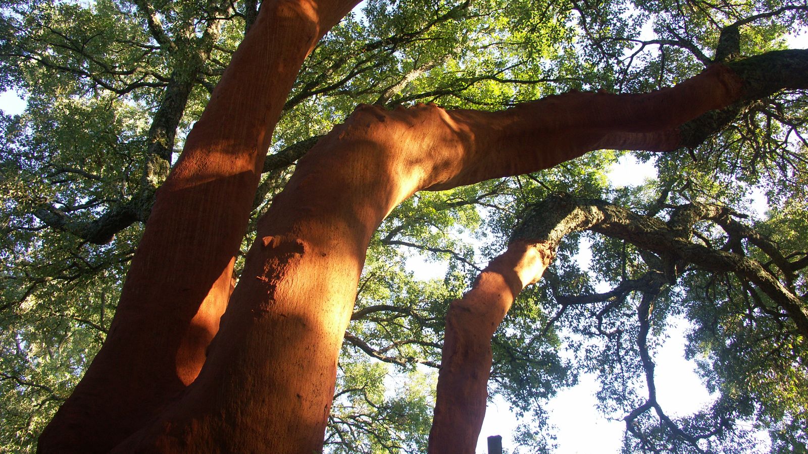 El municipio está inmerso en alcornocales.