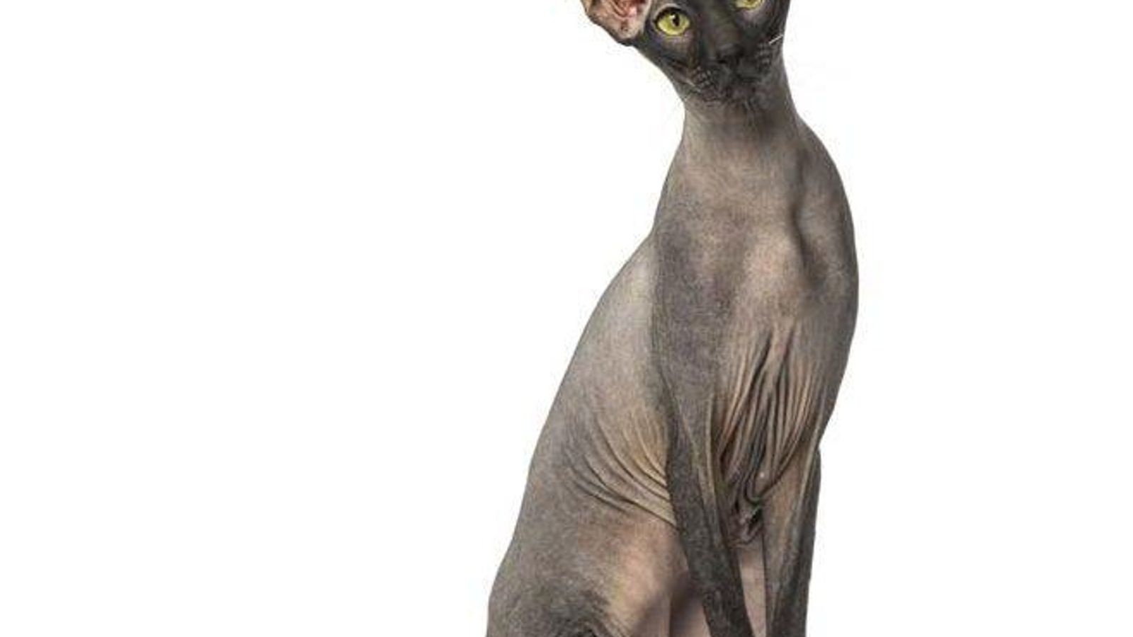 peterbald
