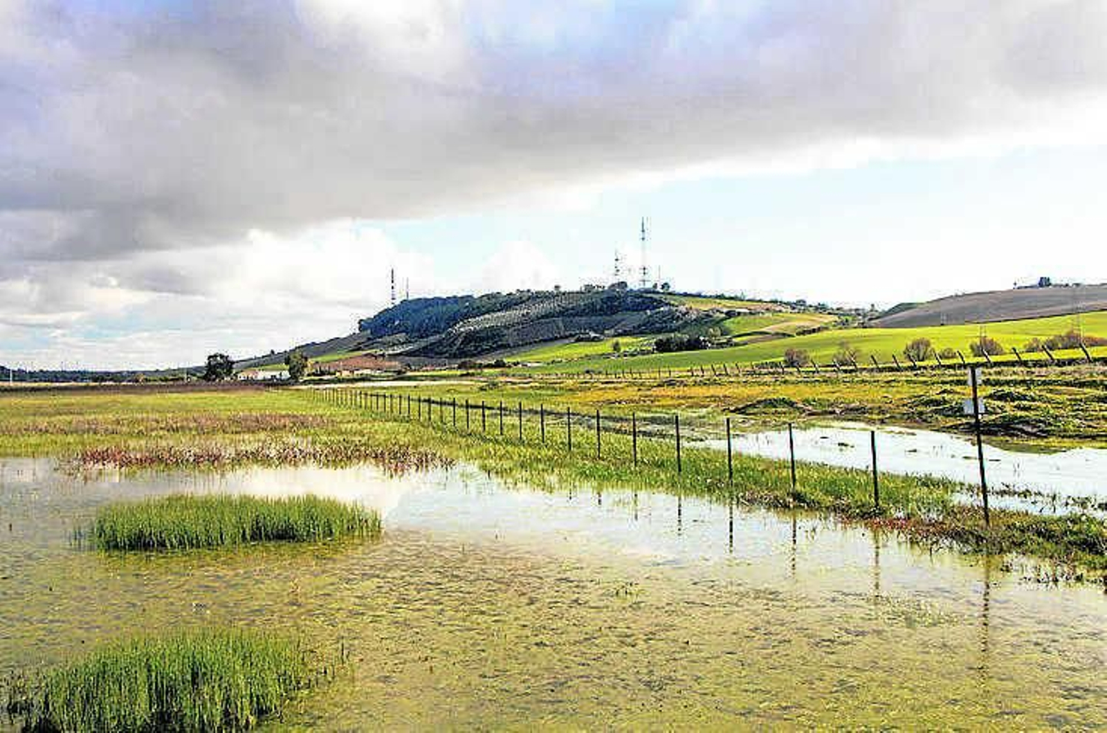 Una imagen de la campiña de Jerez, la comarca que presenta mayores concentraciones de glifosato.