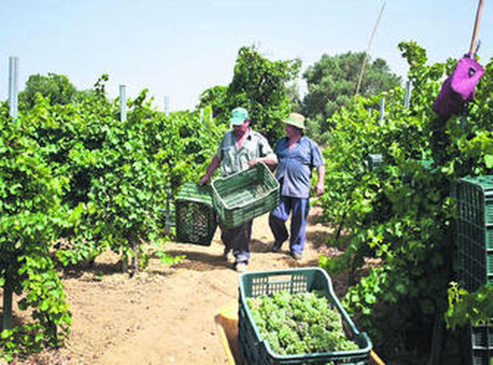 Unos vendimiadores recogen la uva blanca en una de las numerosa viñas de la localidad.