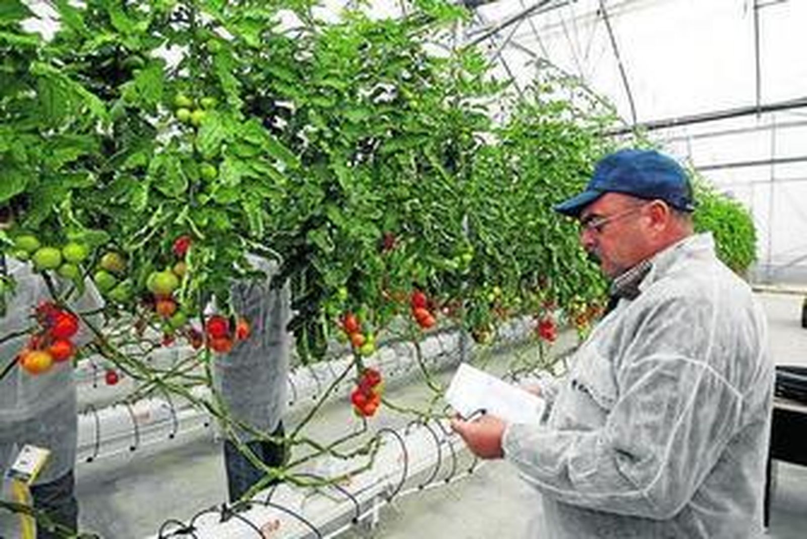 Hidroponía son todos aquellos sistemas que hacen crecer las plantas sin suelo.