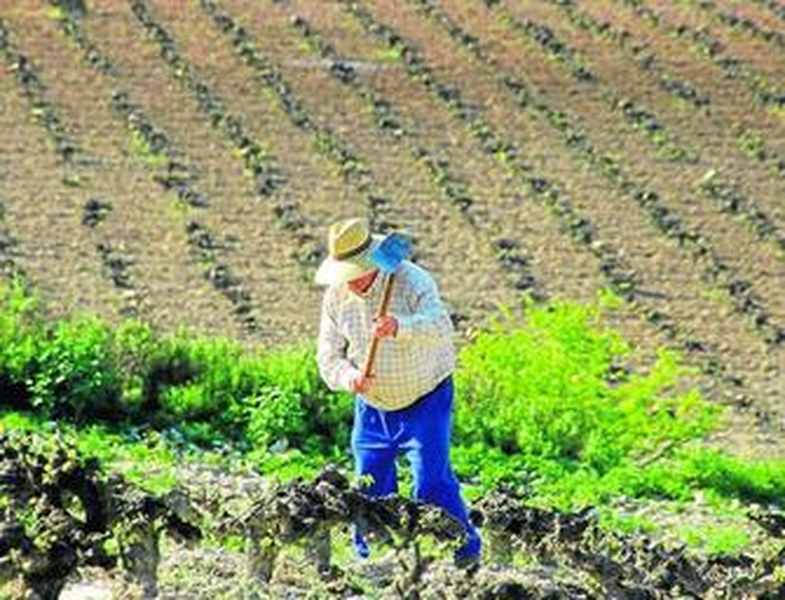 Granada cuenta con 7.600 personas dedicadas a la actividad agraria