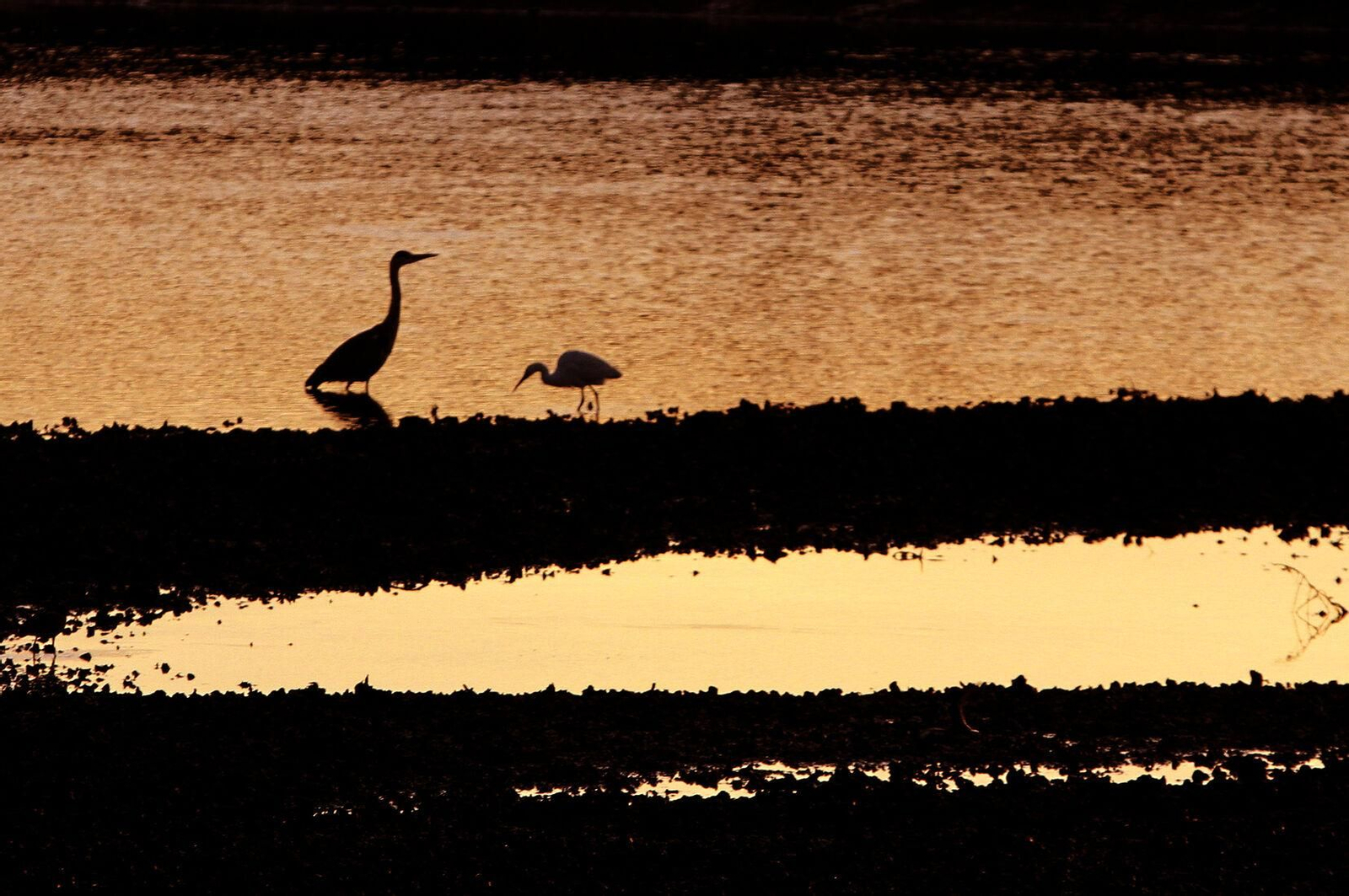 Imágenes de Marismas del Odiel, un Paraje Natural en la confluencia de las desembocaduras de los ríos Tinto y Odiel