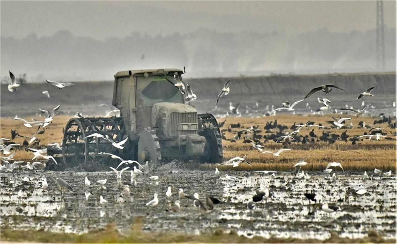 Fangueo del arroz en Isla Mayor.