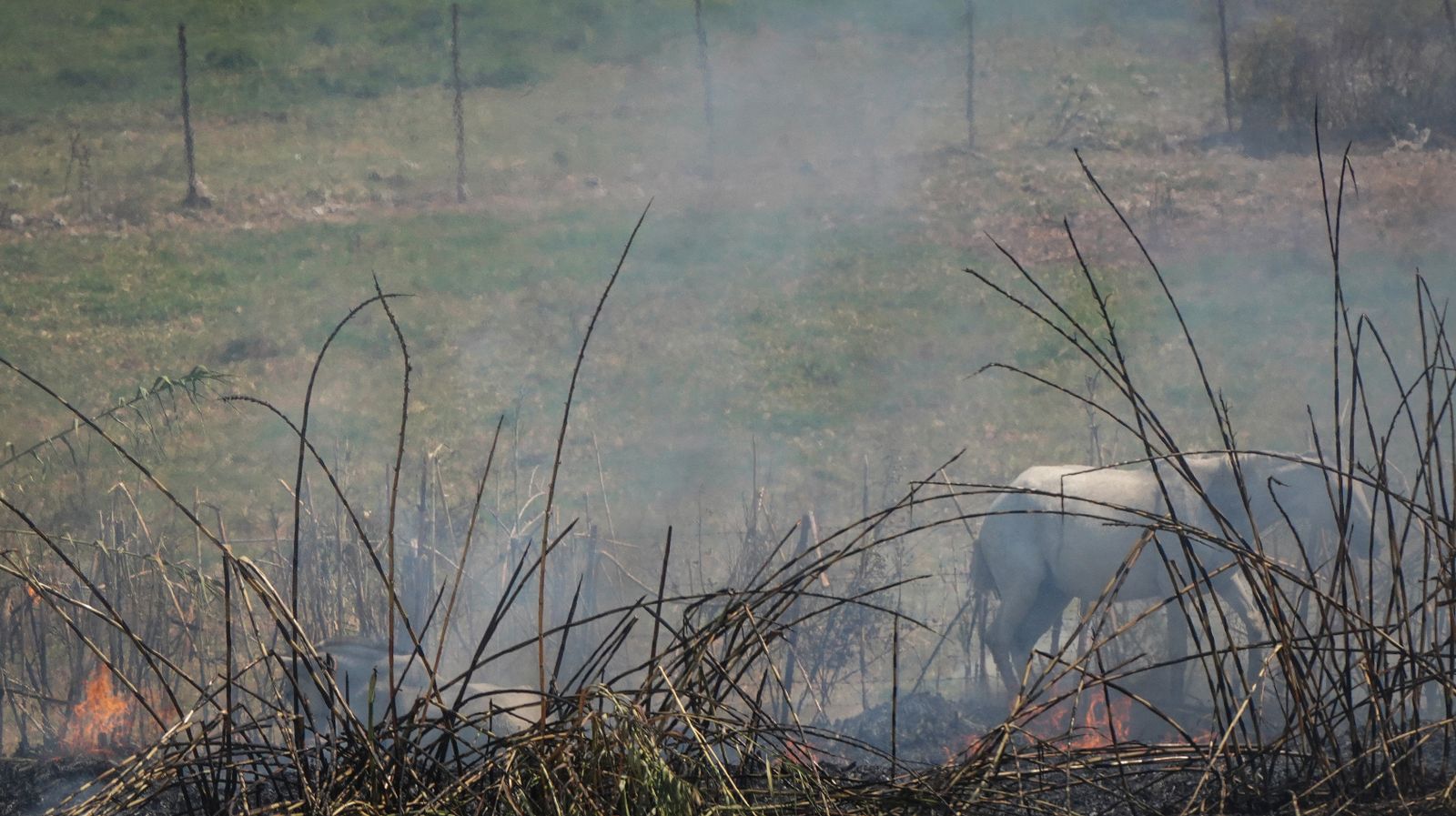 Así fue la salvación de las llamas de una manada de caballos en La Teja