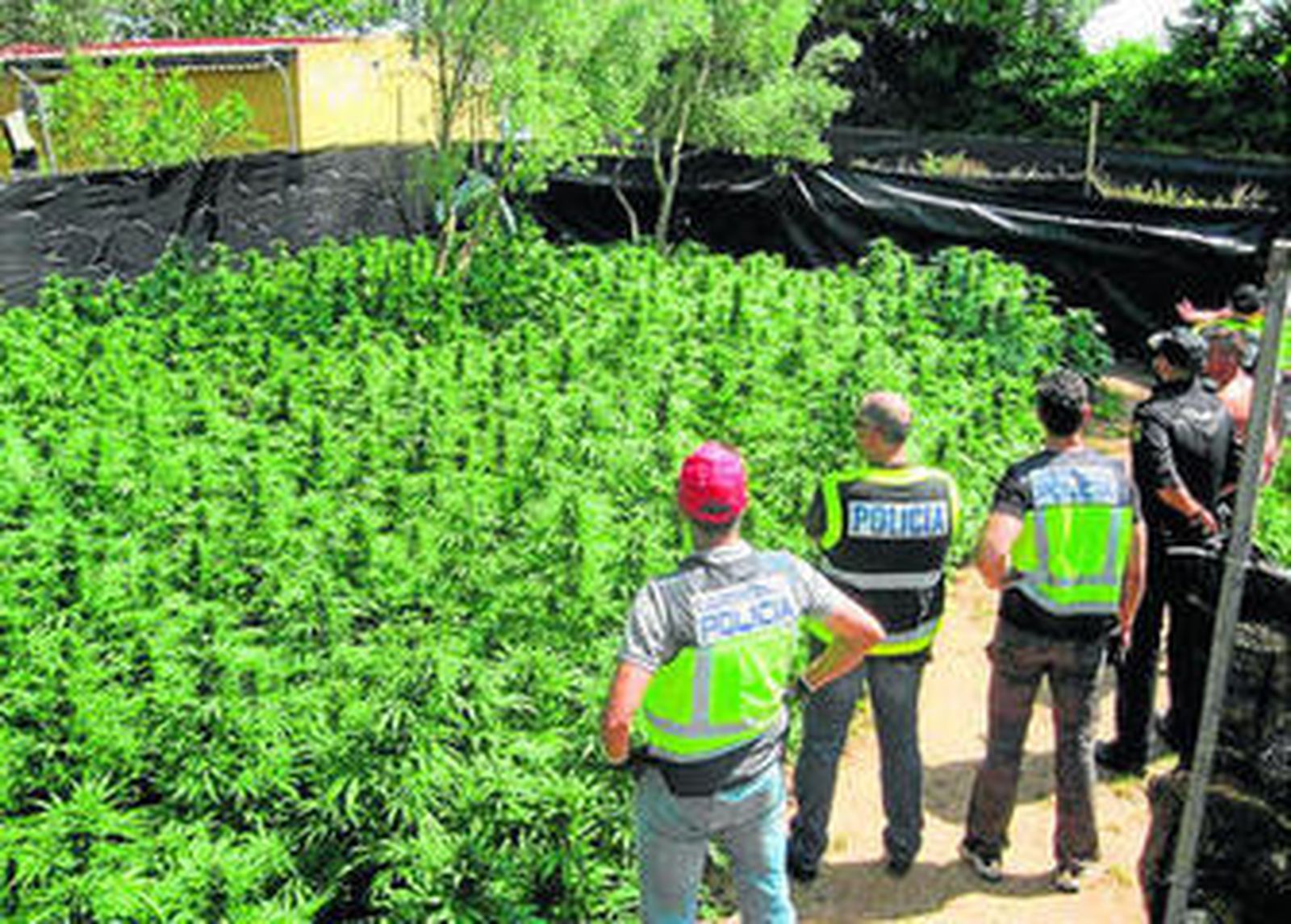 La plantación hallada en la urbanización El Grullo.