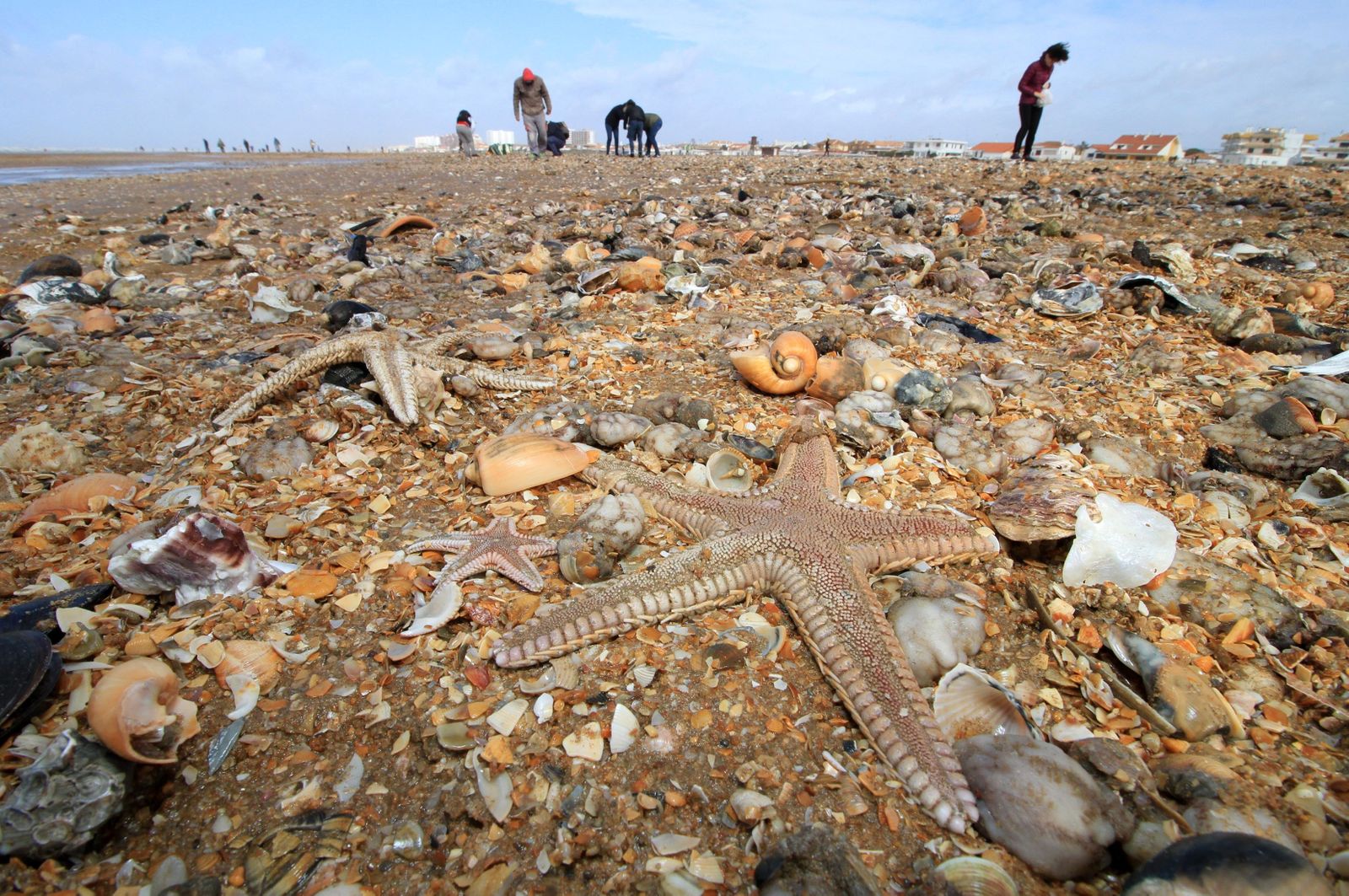 Playa de Punta Umbría con el material arrastrado a la orilla de la playa por el mar de fondo.