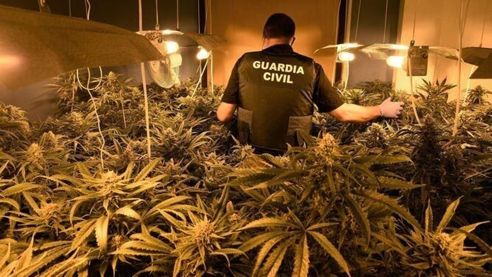 Un agente de la Guardia Civil en una plantación 'indoor' de marihuana.