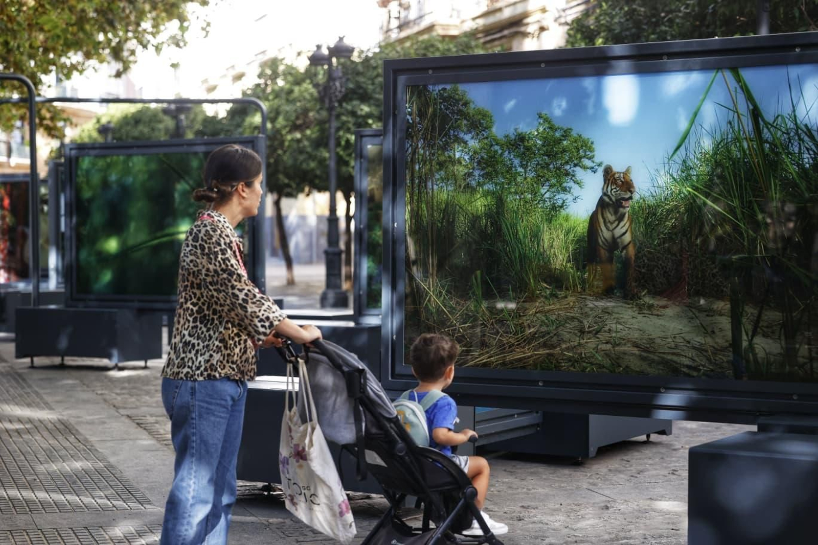 Imagen de un tigre de Bengala en India, fotografía que se muestra en la exposición.