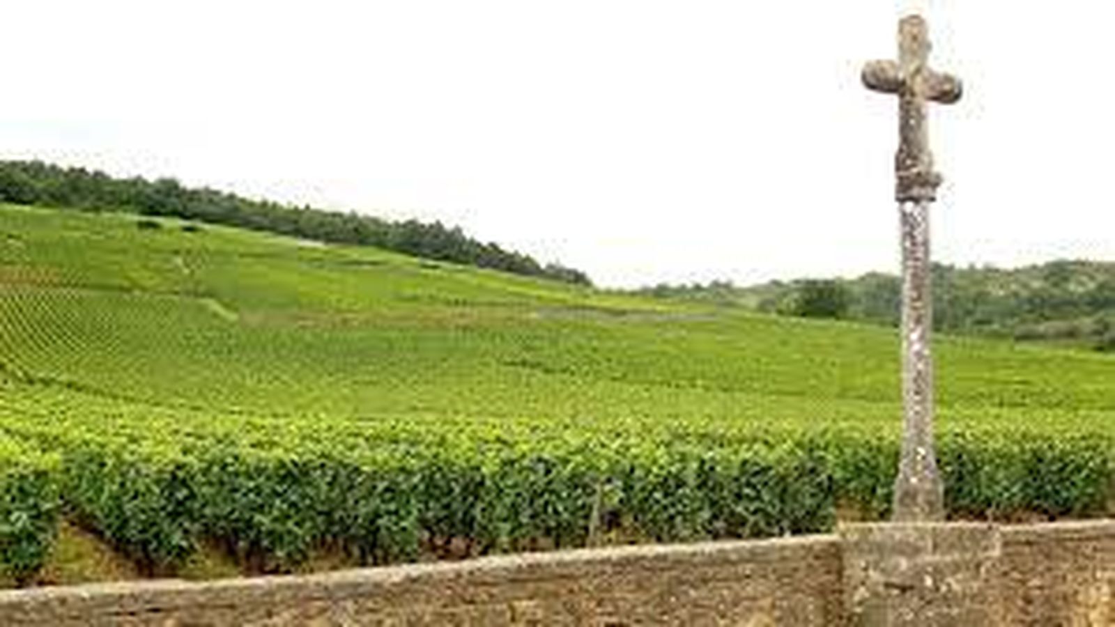 El viñedo de Cote d-Or en Borgoña