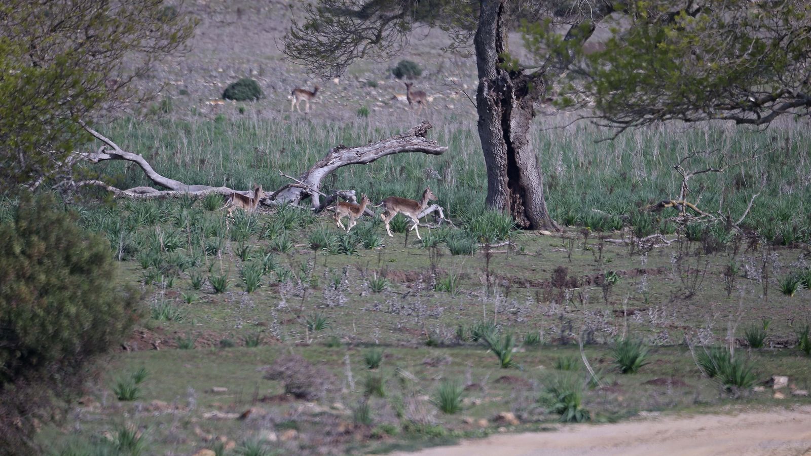 Más de 14.000 hectáreas de extensión, La Almoraima