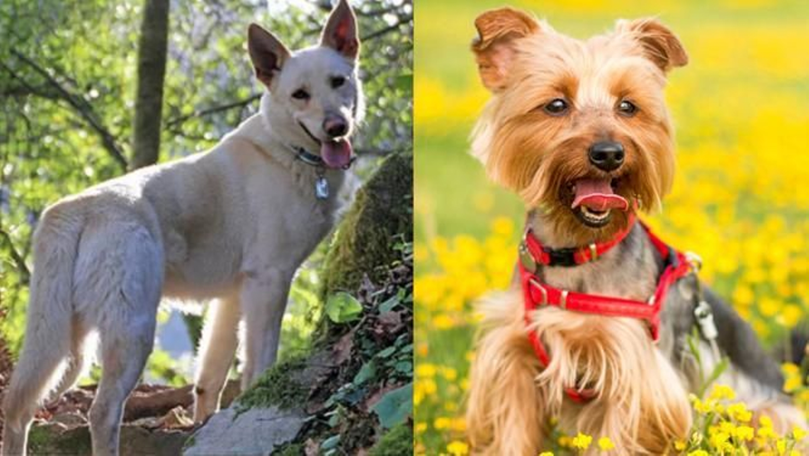 Multa de 3100 euros al hombre cuyo perro mató a otro