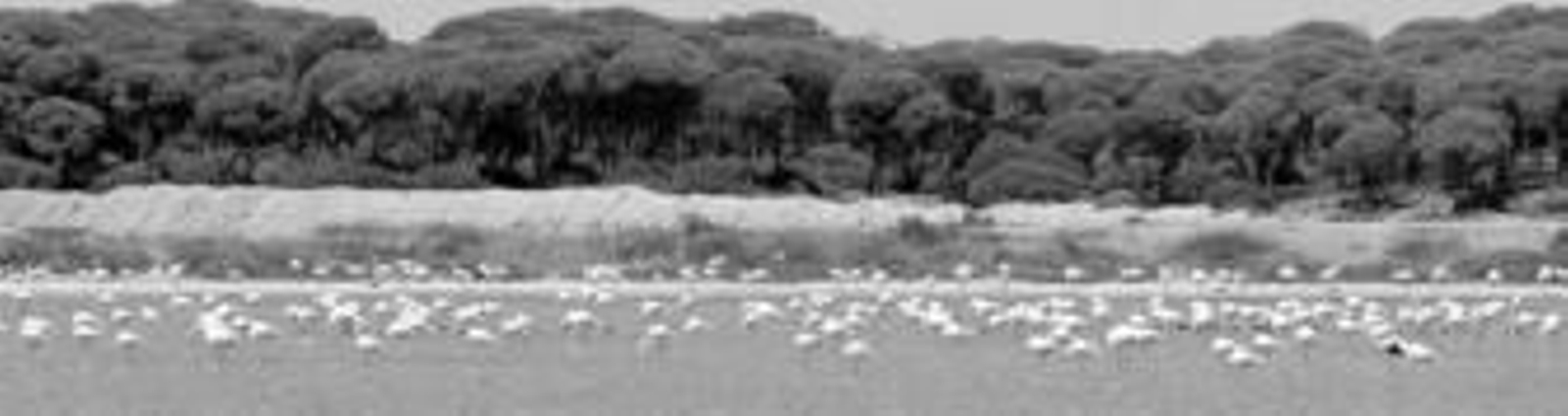 Vista una colonia de flamencos en el paraje natural Marismas del Odiel. Vista una colonia de flamencos en el paraje natural Marismas del Odiel.