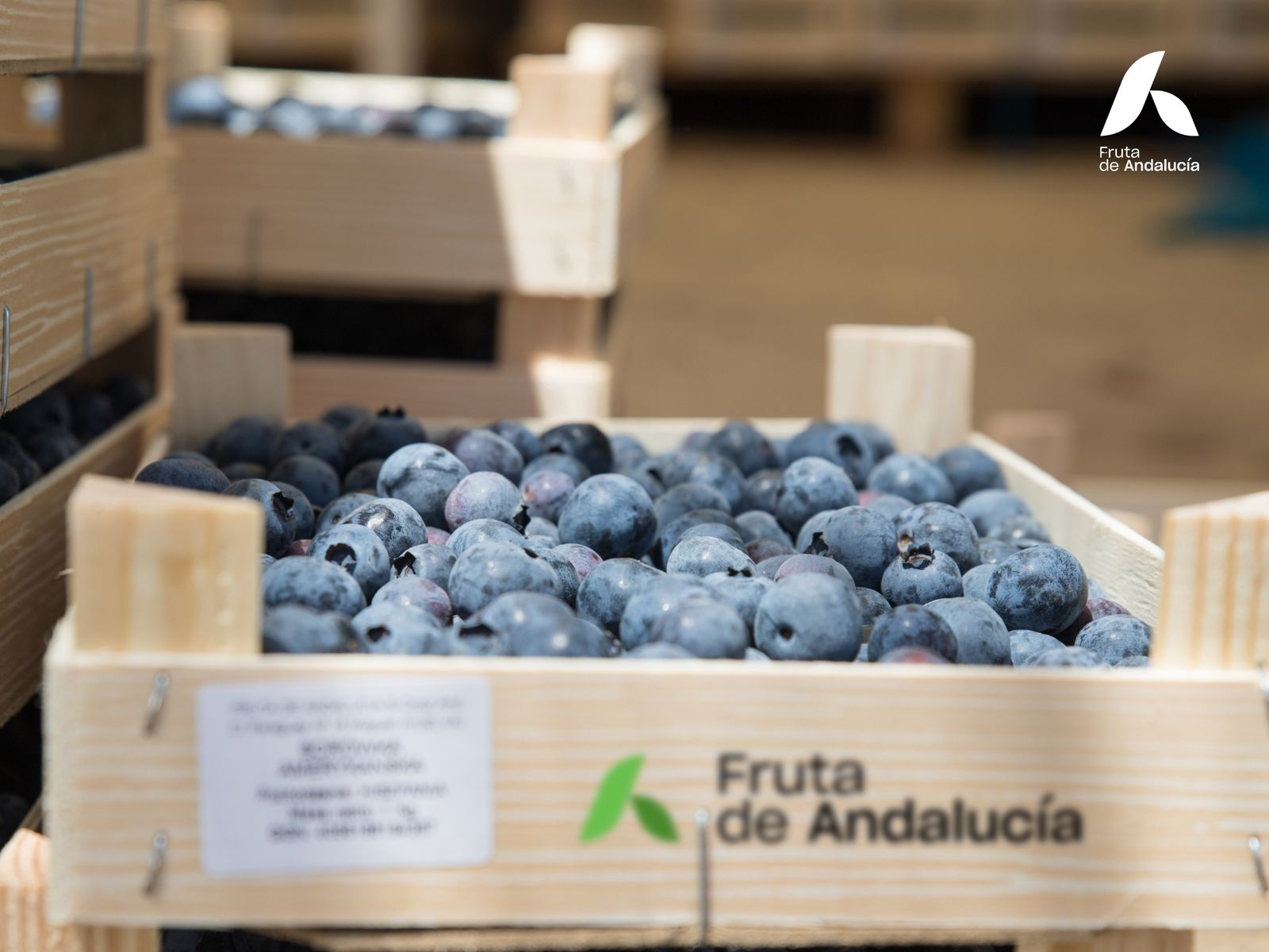 Caja de arándanos de Fruta de Andalucía.