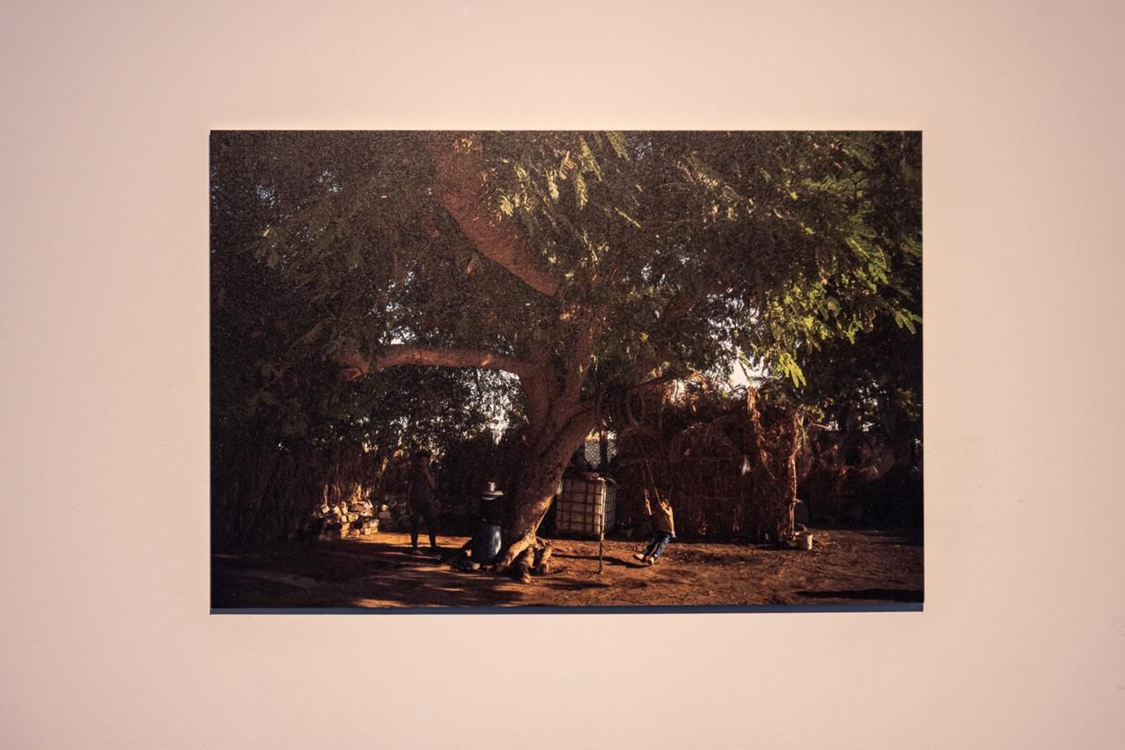 Egipto en Jaén: los bosques sagrados del país del Nilo cobran vida en imágenes