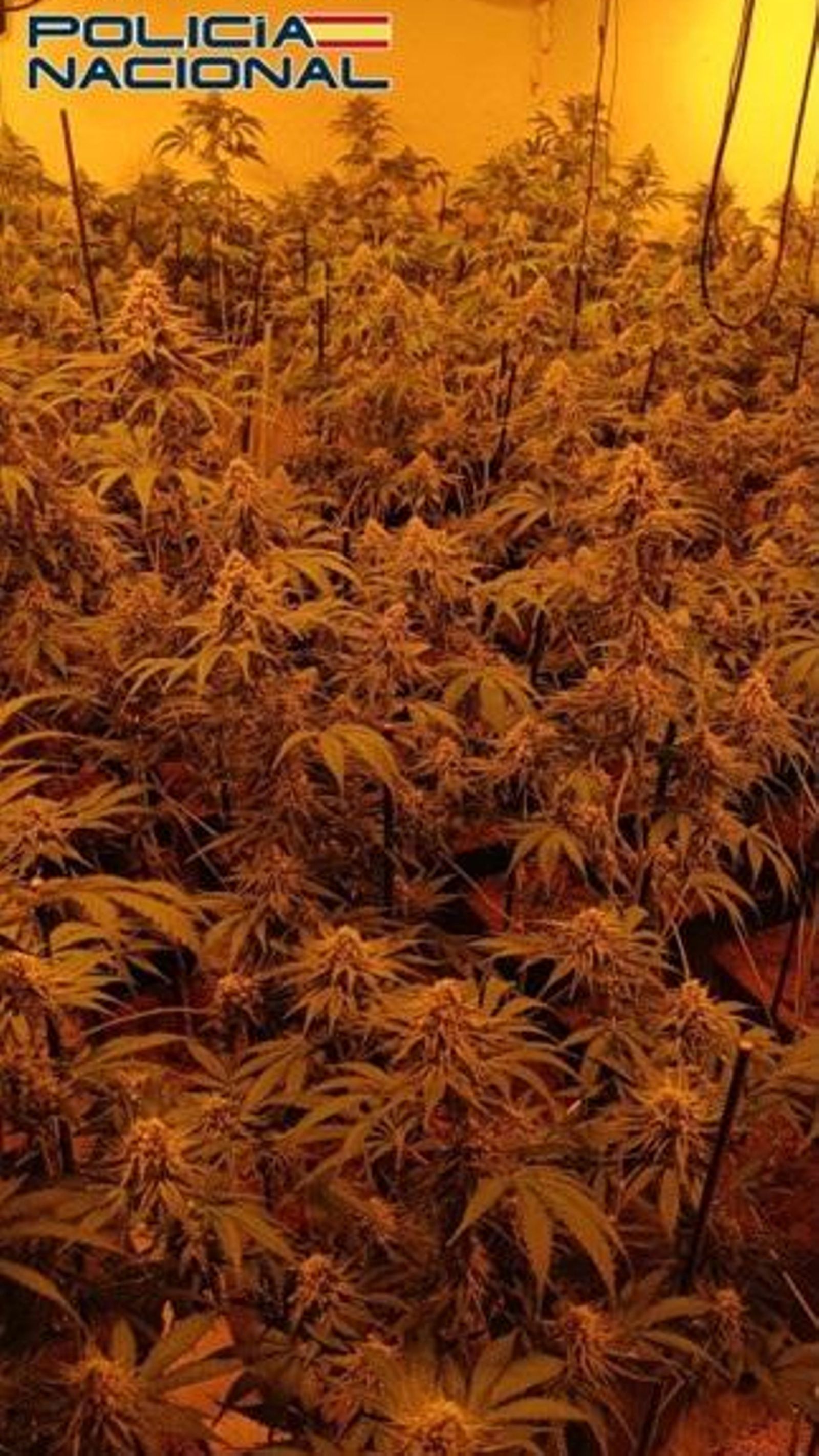 Una de las plantaciones descubiertas por la Policía.