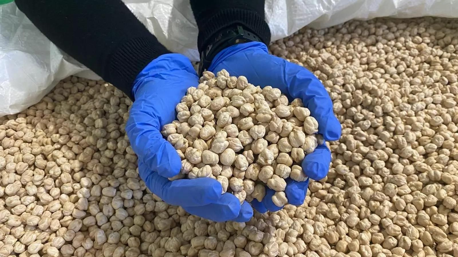 Garbanzos de la IGP Garbanzo de Escacena.