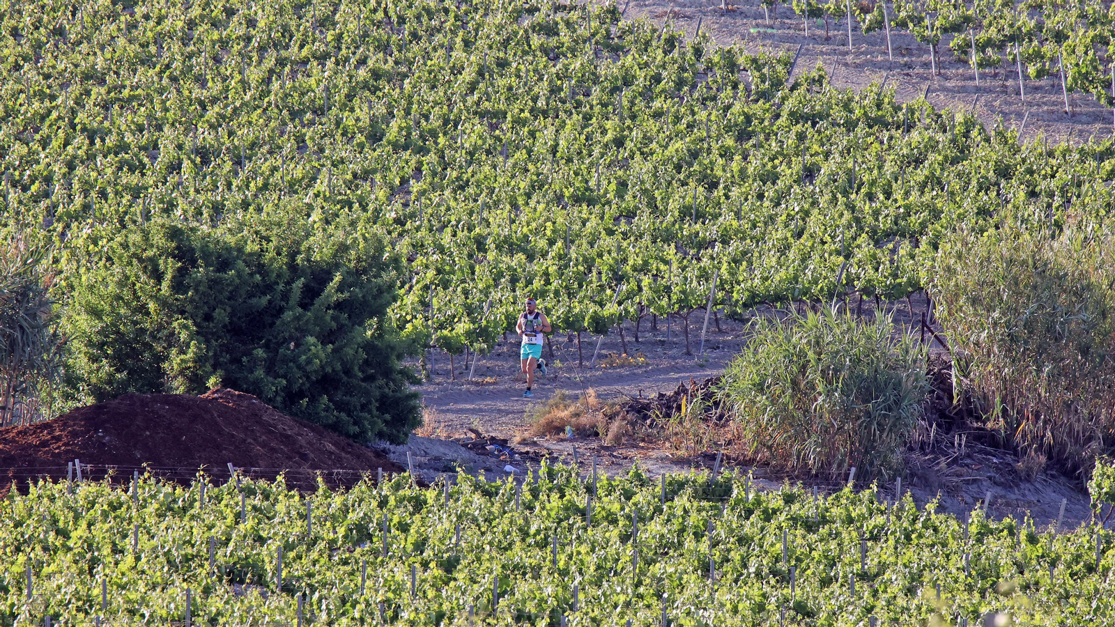 VI Sherry Maratón Jerez