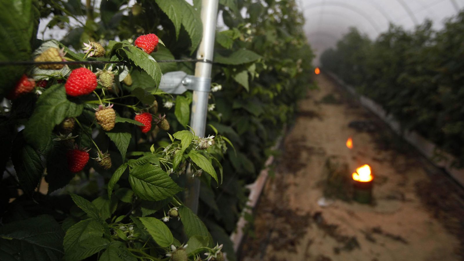Dos velas de parafina se consumen en el interior de un invernadero con frambuesas