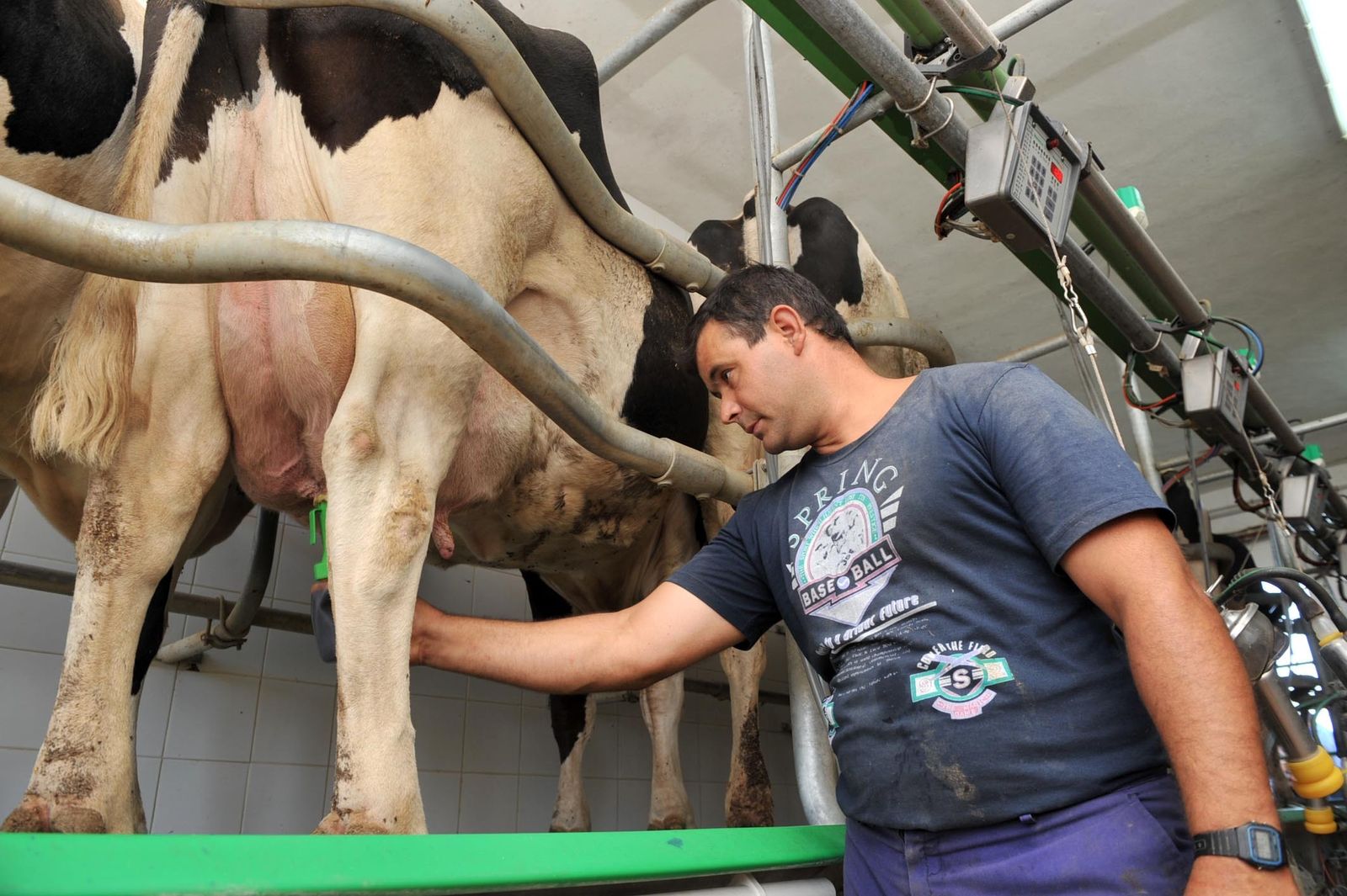 Explotación de vacuno de leche en Los Pedroches.