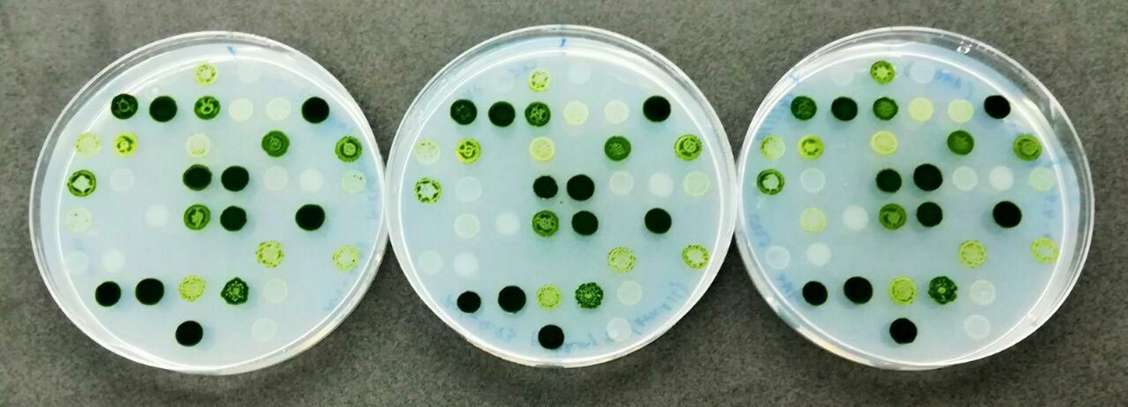 Muestras de microalgas para su estudio