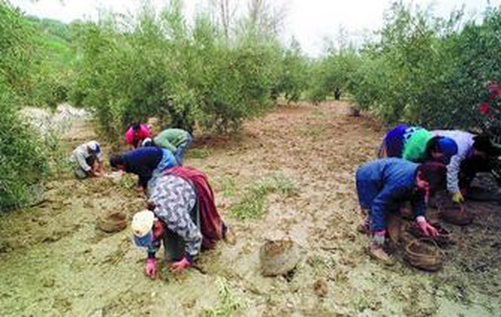 Campaña de recogida de la aceituna en Jaén.