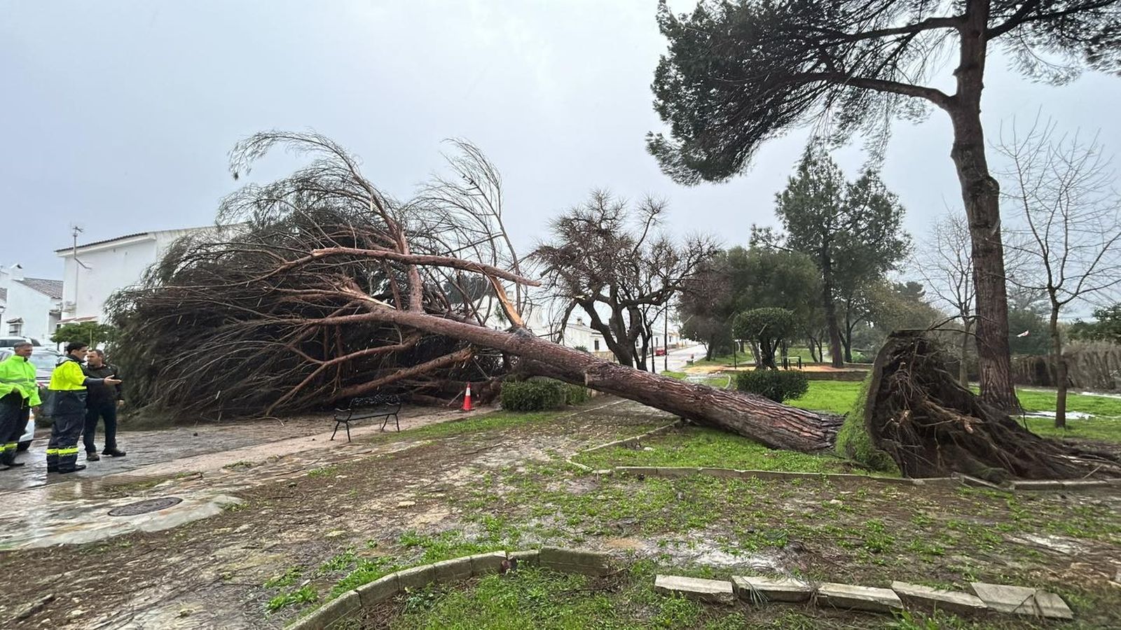 Un árbol caído en Castellar.