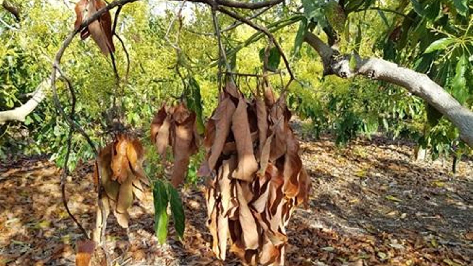 Imagen de una rama de aguacatas en una finca