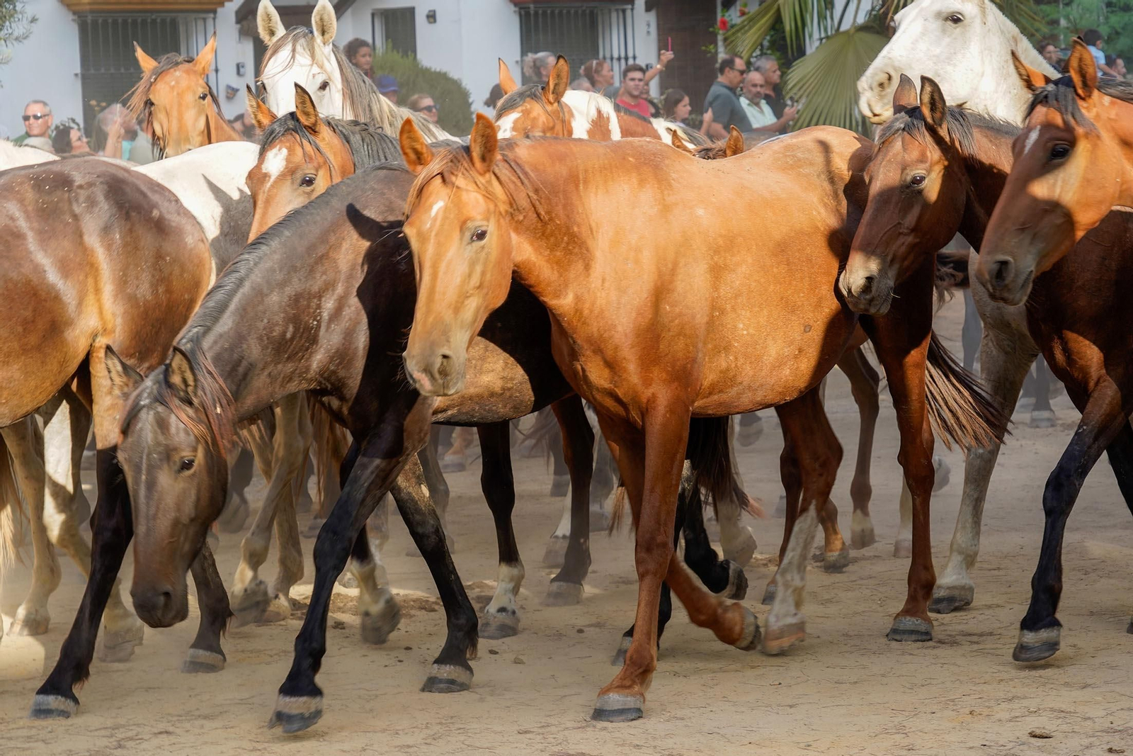 Las imágenes más destacas de la recogida de las yeguas en Hinojos