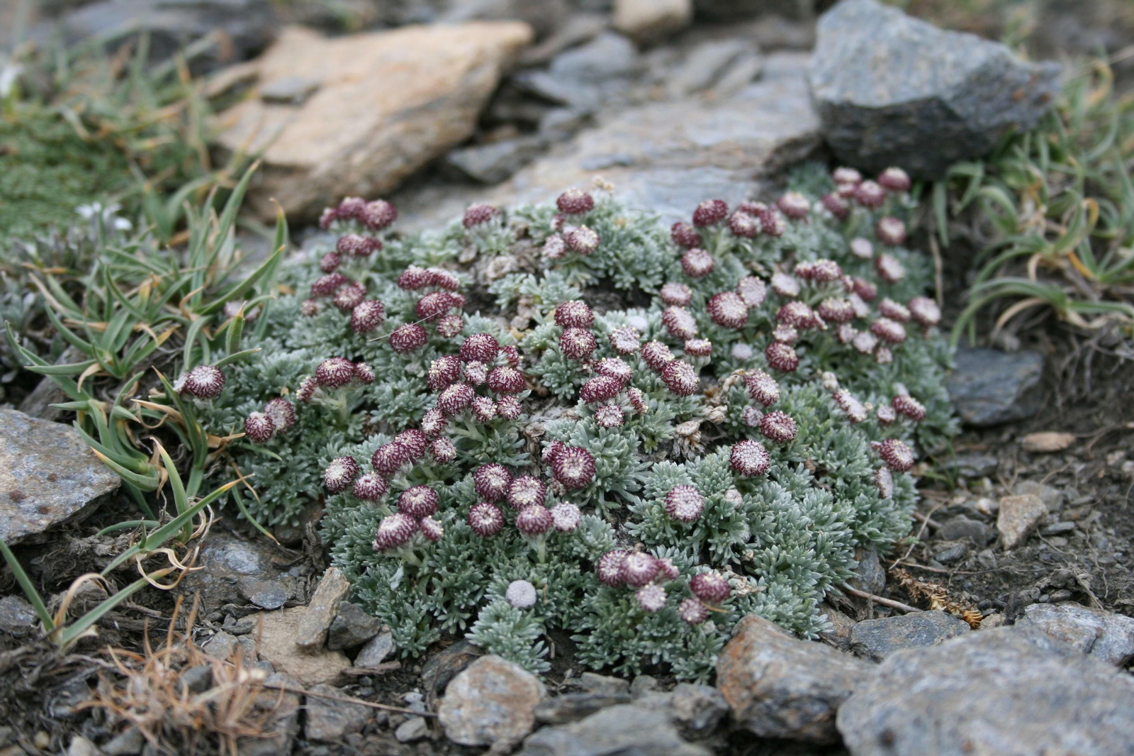La sociedad granadina tiene una especial responsabilidad con su rico patrimonio vegetal