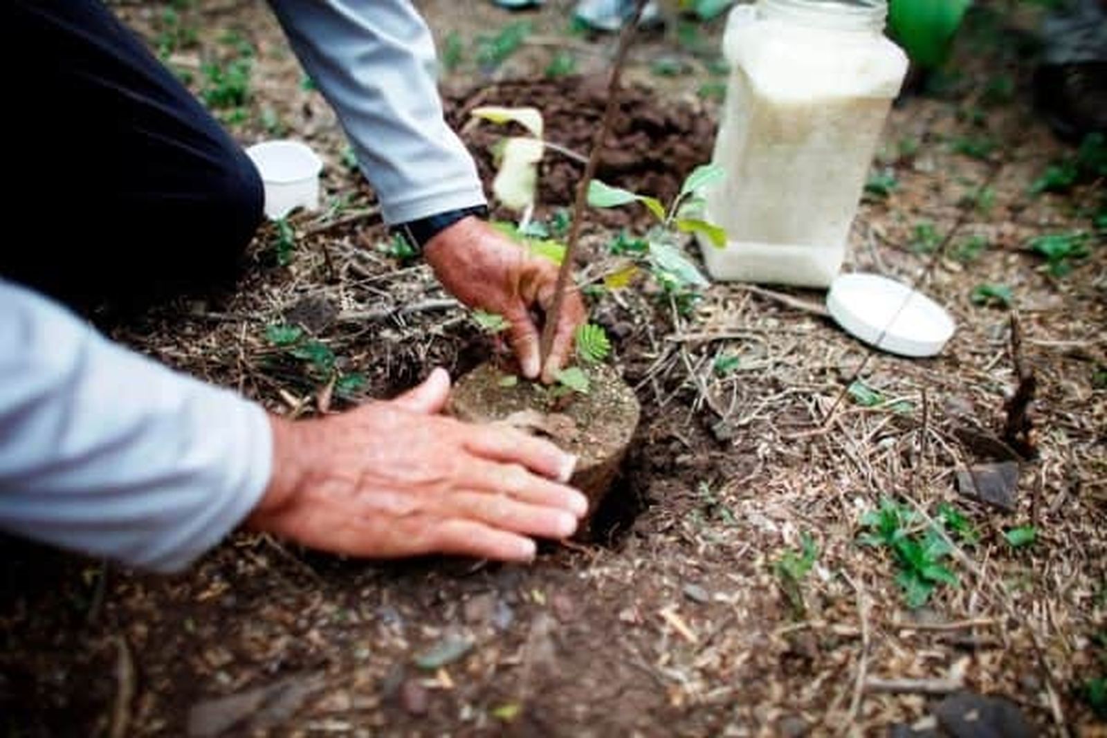 La campaña de reforestación será este domingo y el próximo 19 de febrero.