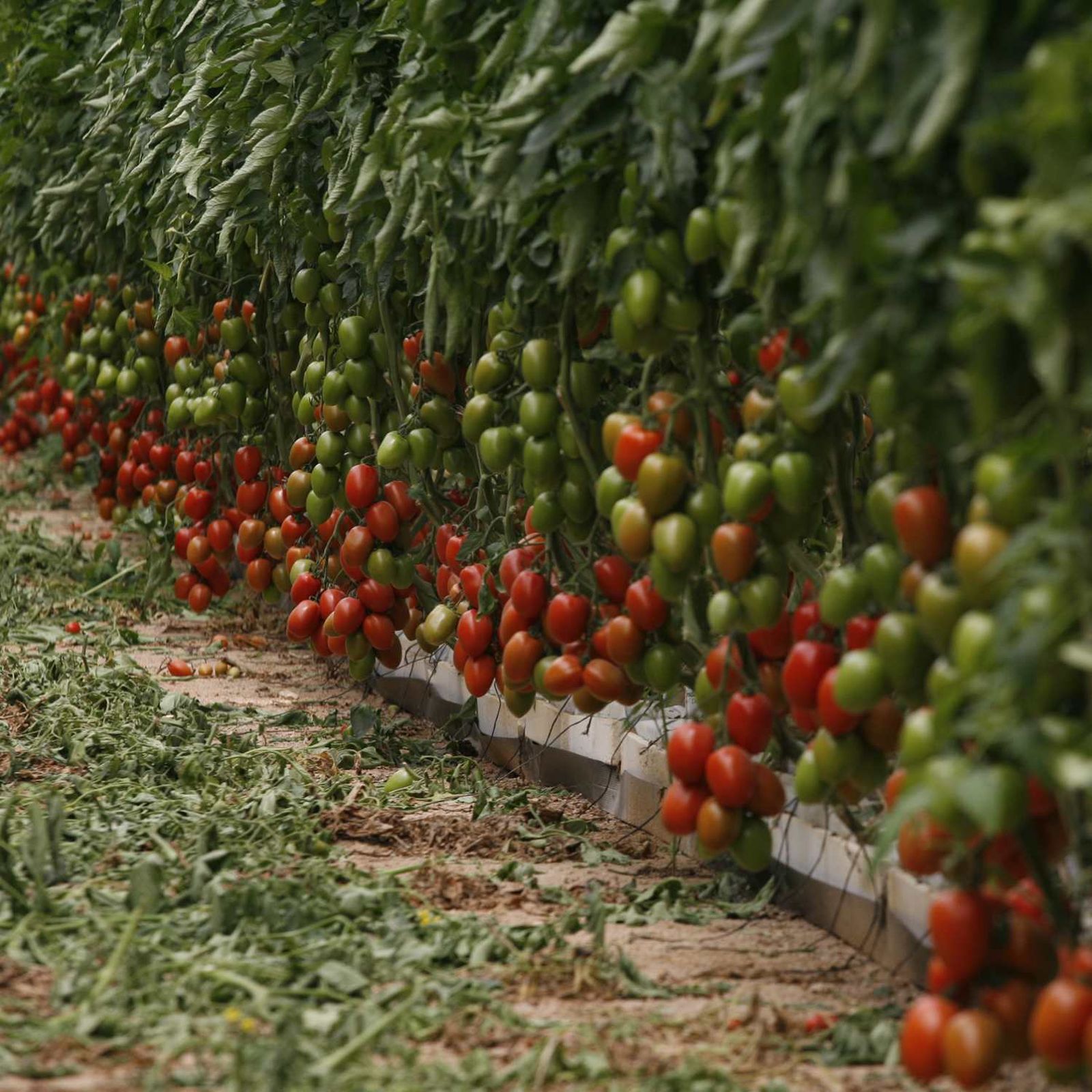 Crecimiento y vida útil del tomate, en estrés hídrico con XStress
