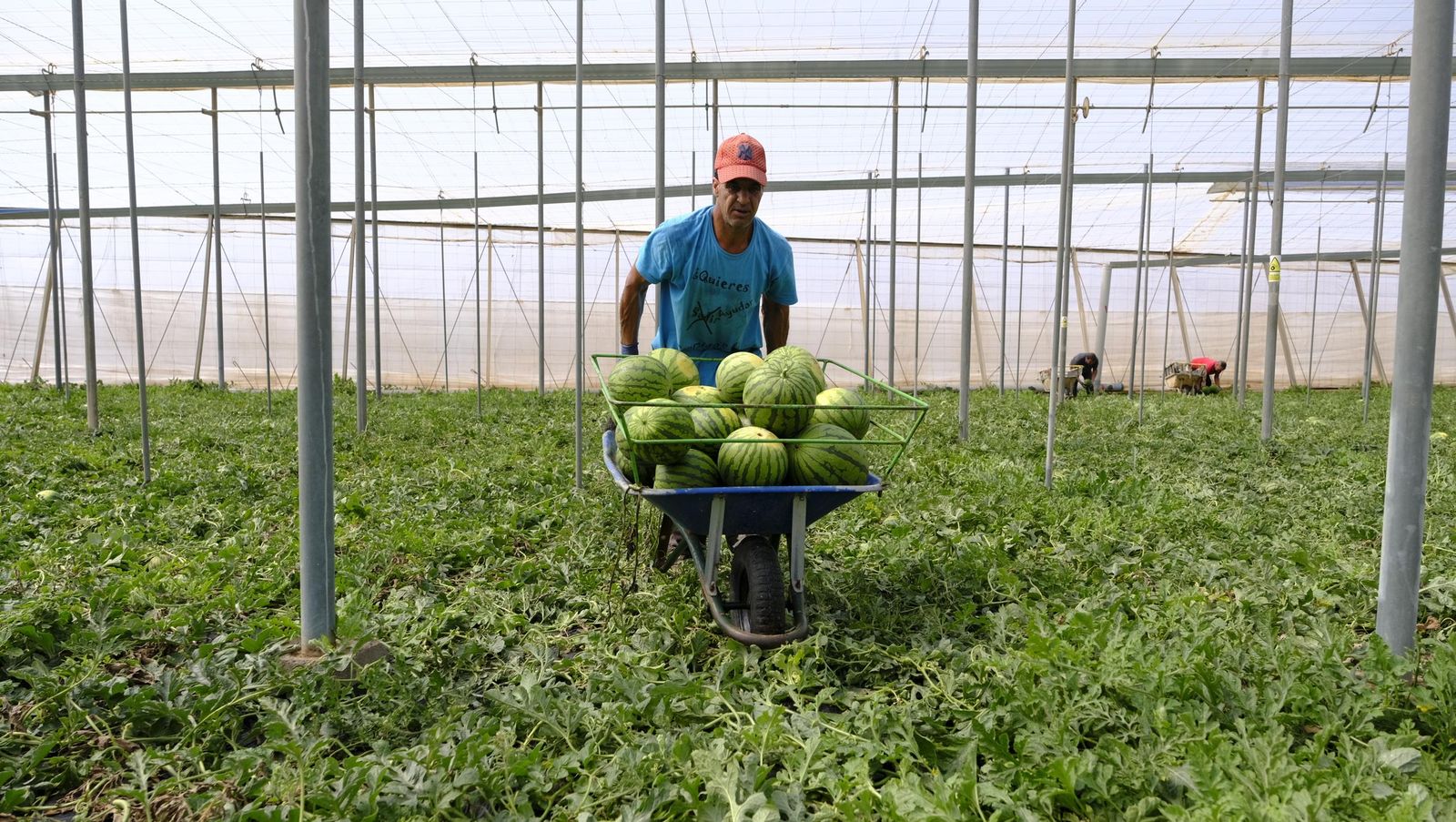 Imágenes de las primeras sandías que salen de Almería esta campaña