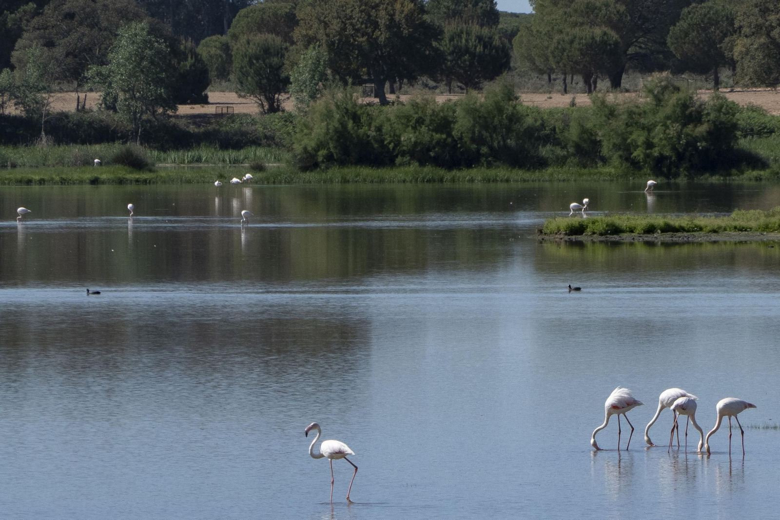 Flamencos en el Parque Nacional de Doñana