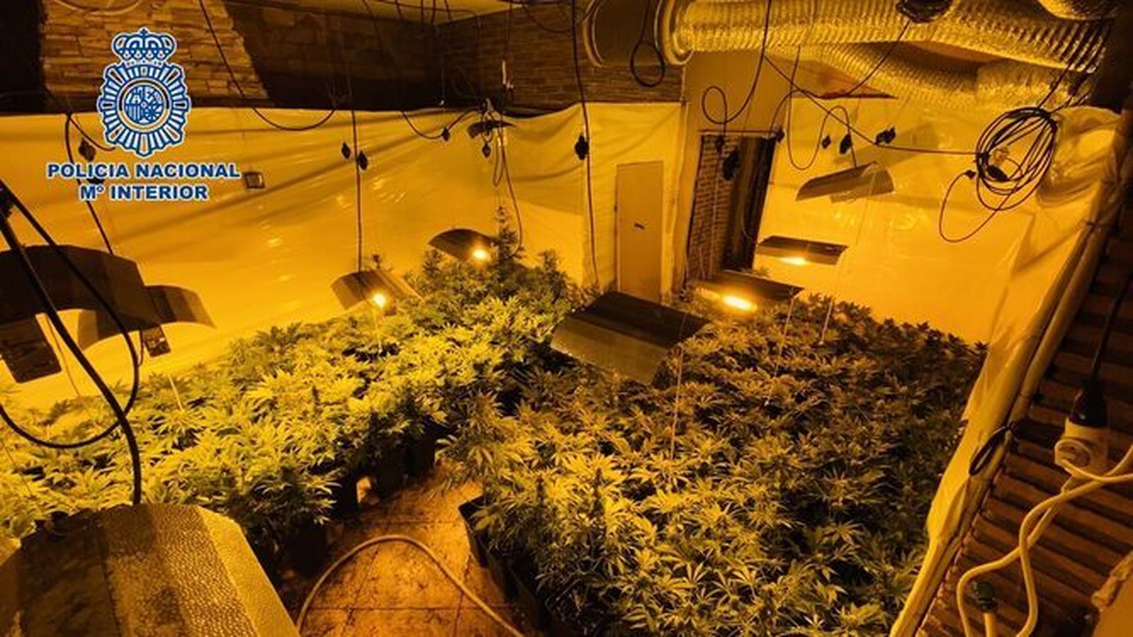 Desmantelado un cultivo de marihuana oculto en una lavandería e incautadas 3.380 plantas en Granada