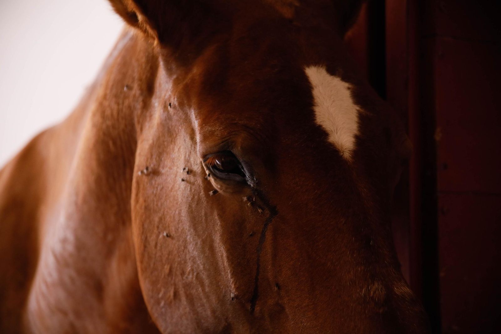 Imágenes de la corrida de toros en Roquetas de Mar