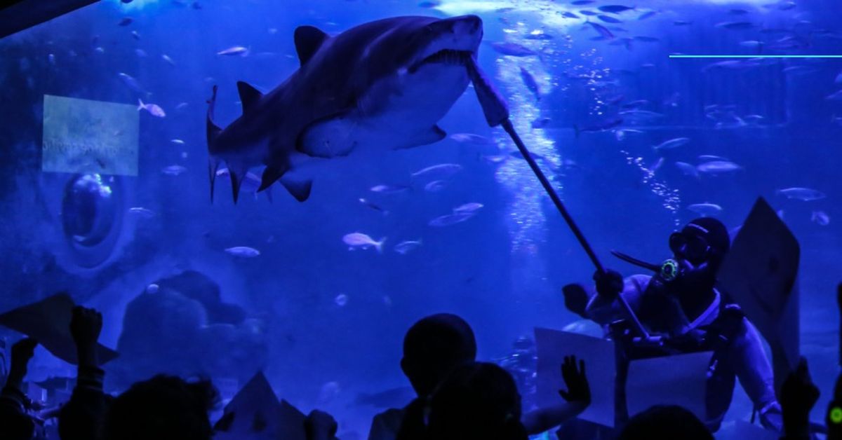 Curso de conservación de tiburones y rayas en el Acuario de Sevilla este mes de febrero: Fecha y cómo participar