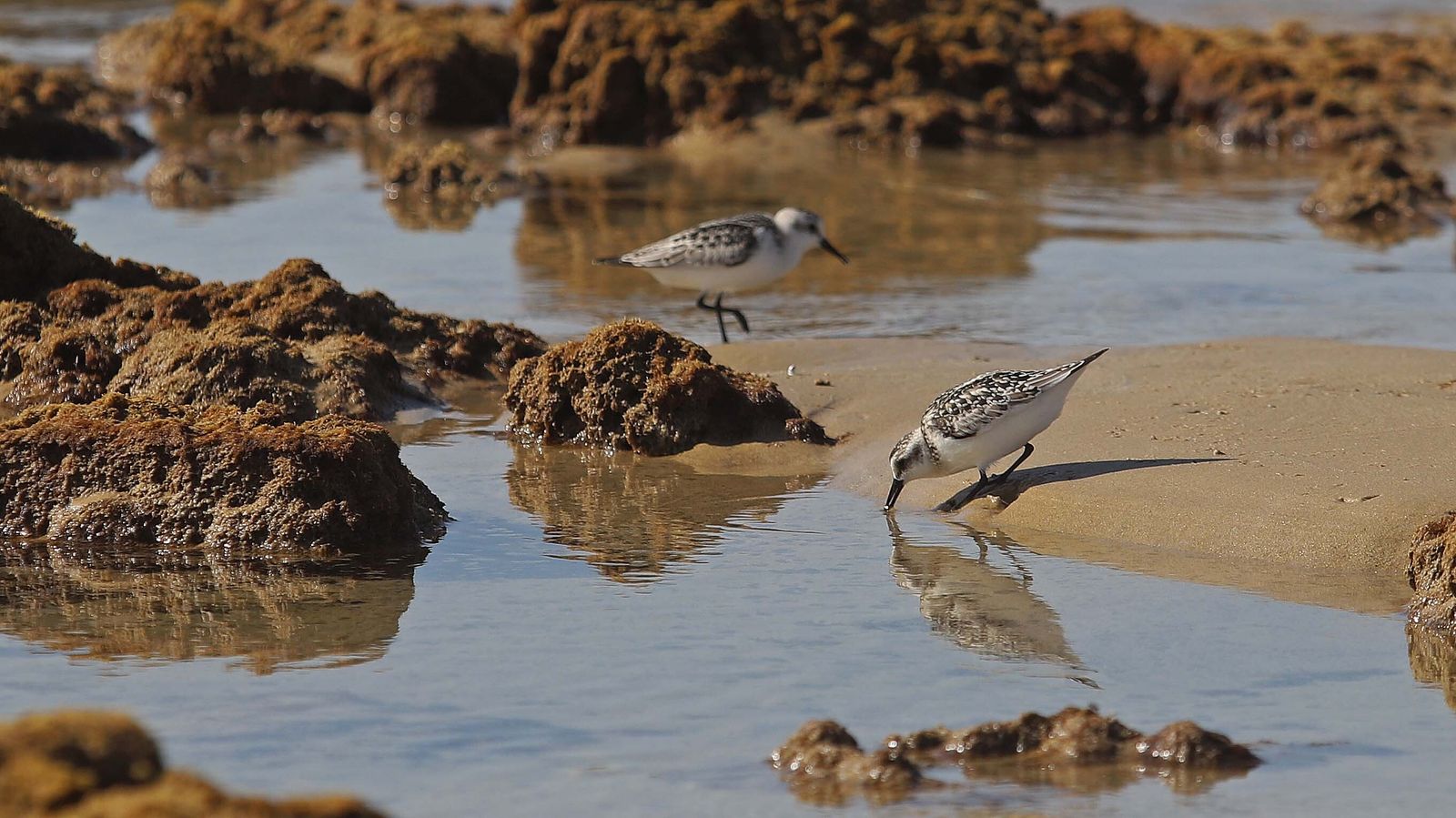 Fotos de la playa de Bolonia